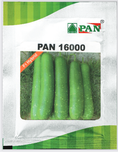 PAN BOTTLE GOURD 16000