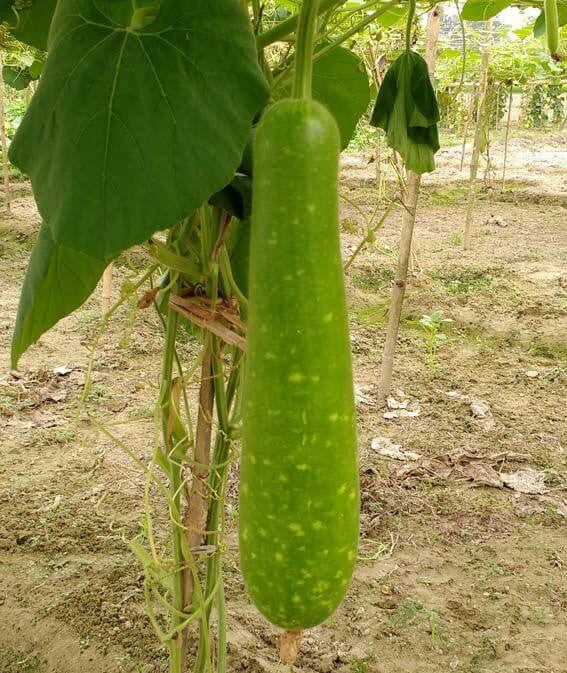 PAN BOTTLE GOURD 16000