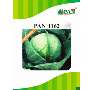 PAN 1162 HYBRID CABBAGE (GREEN, ROUND)