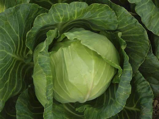 PAN 1162 HYBRID CABBAGE (GREEN, ROUND)