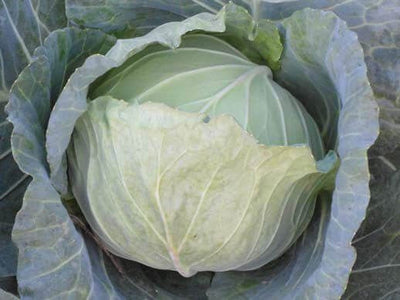 PAN 1162 HYBRID CABBAGE (GREEN, ROUND)