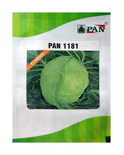 PAN 1181 HYBRID CABBAGE (DARK GREEN, ROUND)