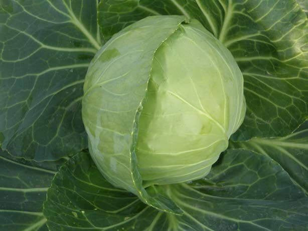 PAN 1181 HYBRID CABBAGE (DARK GREEN, ROUND)