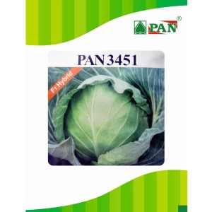 PAN 3451 HYBRID CABBAGE (DARK GREEN, ROUND)