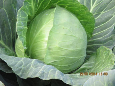 PAN 3451 HYBRID CABBAGE (DARK GREEN, ROUND)