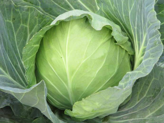 PAN 3451 HYBRID CABBAGE (DARK GREEN, ROUND)