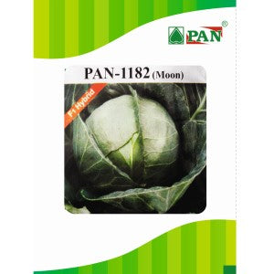 PAN 1182 MOON CABBAGE (GREEN, ROUND)