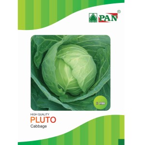 PAN PLUTO HYBRID CABBAGE SEEDS (DARK GREEN, ROUND)