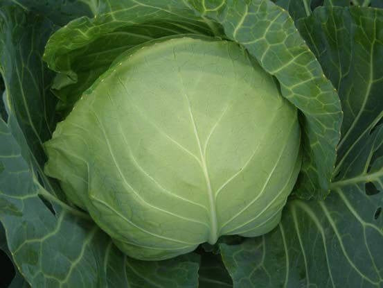 PAN PLUTO HYBRID CABBAGE SEEDS (DARK GREEN, ROUND)