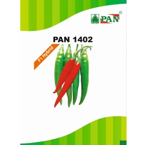 PAN 1402 F1 HYBRID CHILLI SEEDS