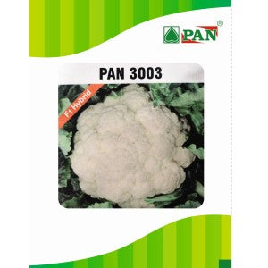 PAN 3003 HYBRID CAULIFLOWER (DOME SHAPE)