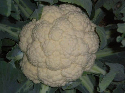 PAN 3003 HYBRID CAULIFLOWER (DOME SHAPE)