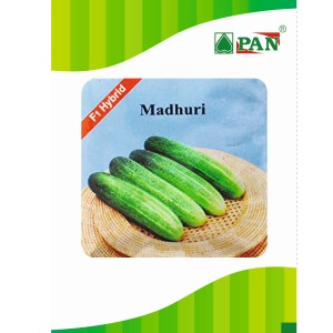 PAN MADHURI HYBRID CUCUMBER GREEN