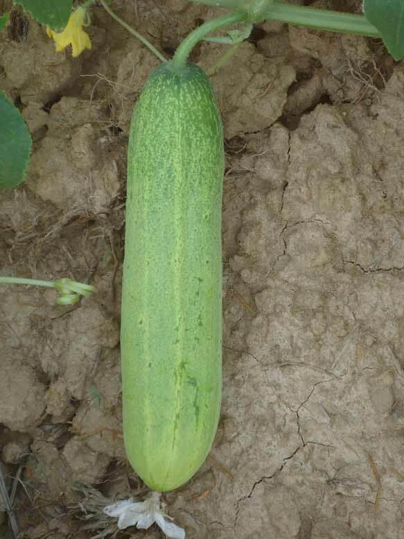 PAN MADHURI HYBRID CUCUMBER GREEN