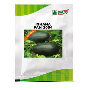 PAN 2054 ISHANA WATERMELON (DARK GREEN, CAPSULE)