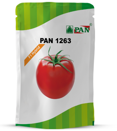 PAN 1263 F1 HYBRID TOMATO SEEDS, RESISTANCE TO TYLCV & BW