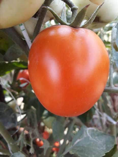 PAN 1263 F1 HYBRID TOMATO SEEDS, RESISTANCE TO TYLCV & BW