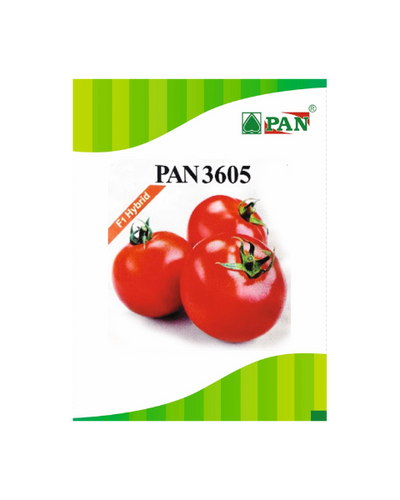 PAN TOMATO 3605