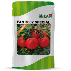 PAN 3682 SPL HYBRID TOMATO SEEDS (DEEP RED, ROUND)