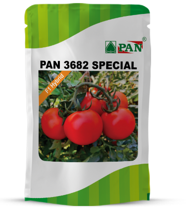 PAN 3682 SPL HYBRID TOMATO SEEDS (DEEP RED, ROUND)