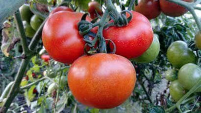 PAN 3682 SPL HYBRID TOMATO SEEDS (DEEP RED, ROUND)