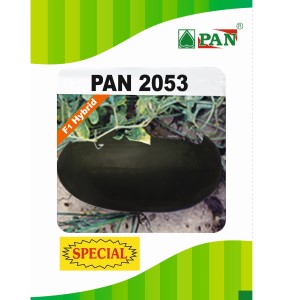 PAN 2053 SPL HYBRID WATERMELON SEEDS (BLACKISH GREEN, OBLONG)