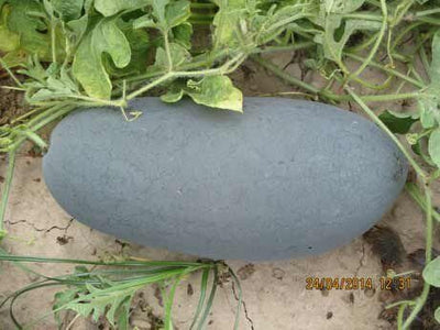 PAN 2053 SPL HYBRID WATERMELON SEEDS (BLACKISH GREEN, OBLONG)