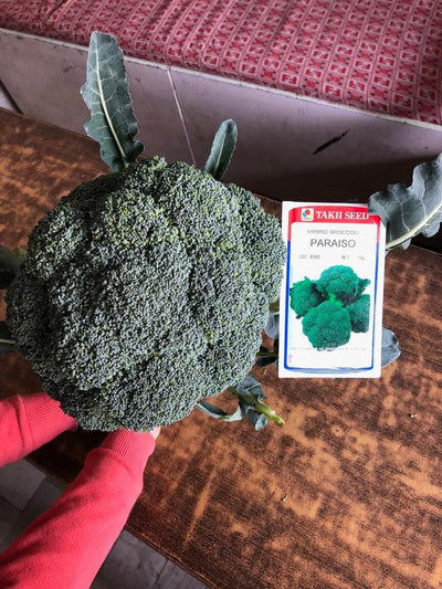 PARAISO BROCCOLI