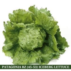 PATAGONIA RZ (45-53) ICEBERG LETTUCE