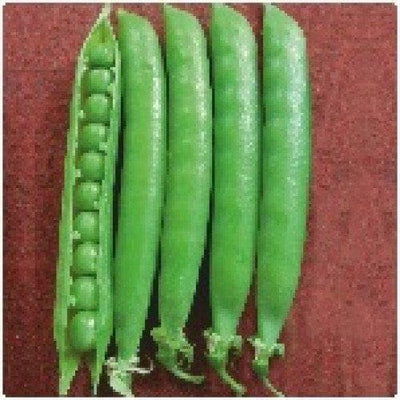 PEAS AFA SEEDS