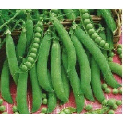 PEAS AFA SEEDS