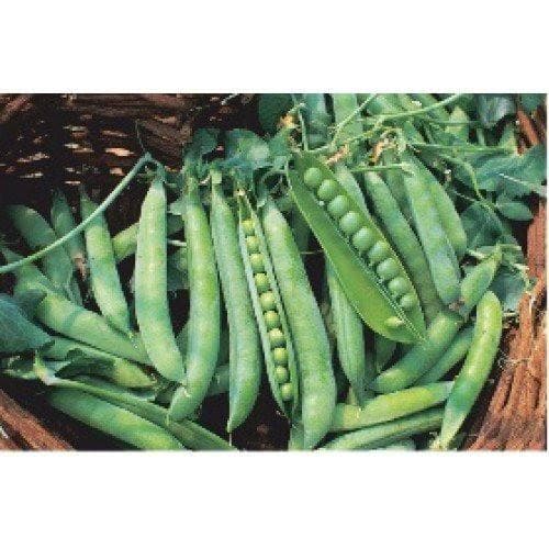 PEAS AFA SEEDS