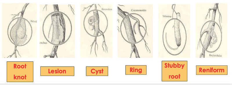 S AMIT CHEMICALS (AGREO) PERFONEMAT (NEMATODE CONTROLLER AND SUPPRESSOR)