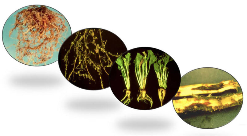 S AMIT CHEMICALS (AGREO) PERFONEMAT (NEMATODE CONTROLLER AND SUPPRESSOR)