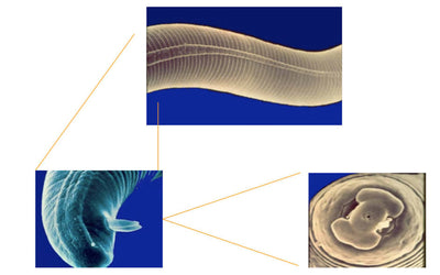 S AMIT CHEMICALS (AGREO) PERFONEMAT (NEMATODE CONTROLLER AND SUPPRESSOR)