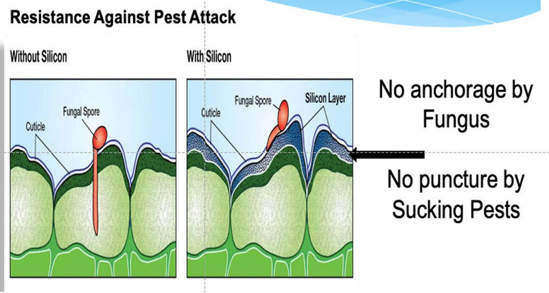 S AMIT CHEMICALS (AGREO) PERFOSIL (BIO AVAILABLE STABILIZED SILICA)