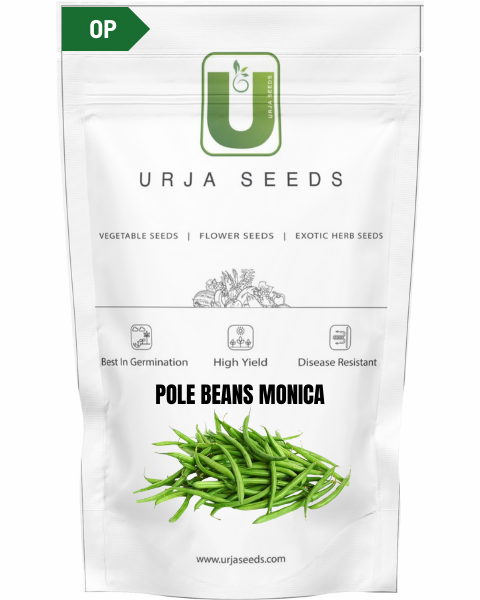 URJA POLE BEANS MONIKA