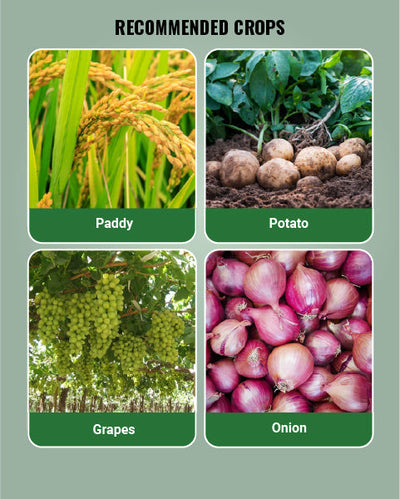 Polyram Fungicide