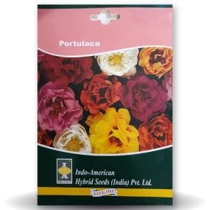 PORTULACA