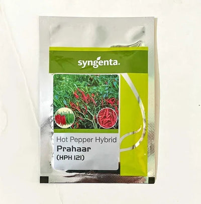 PRAHAAR (HPH 121) CHILLI SEEDS