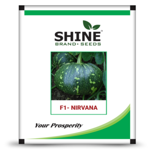 SHINE PUMPKIN NIRVANA F1 SEEDS