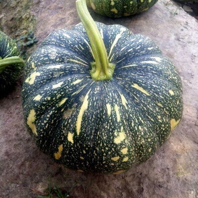 URJA US-64 - PUMPKIN F-1 HYBRID SEEDS