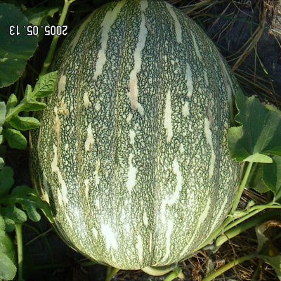 URJA US-101 - PUMPKIN F-1 HYBRID SEEDS