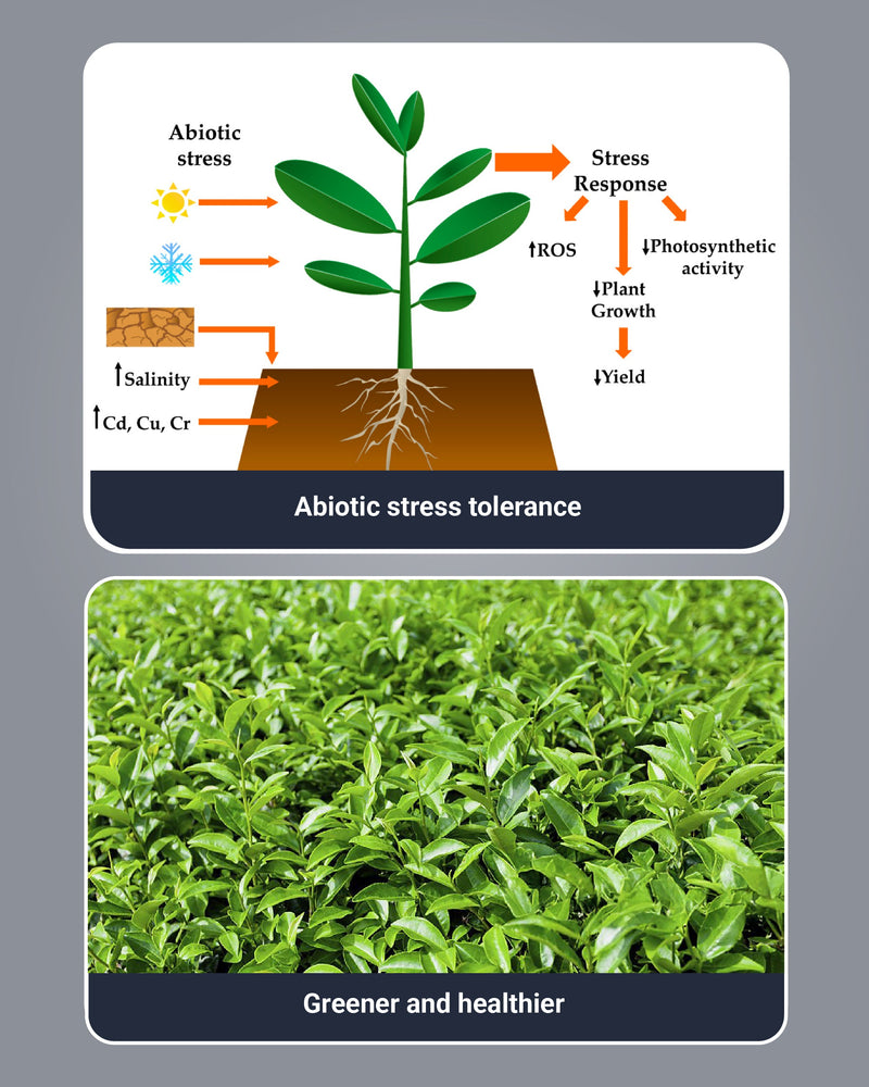 Quantis Biostimulant