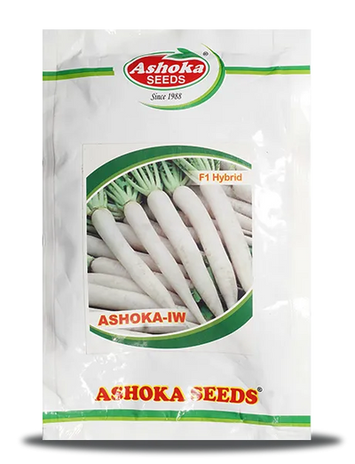 ASHOKA IVORY WHITE RADISH