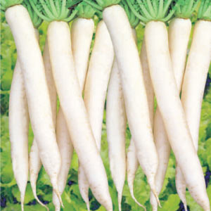 ASHOKA IVORY WHITE RADISH