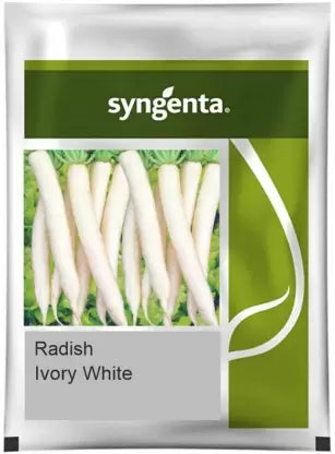 SYNGENTA IVORY WHITE RADISH