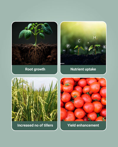 Ralligold GR Biofertilizer