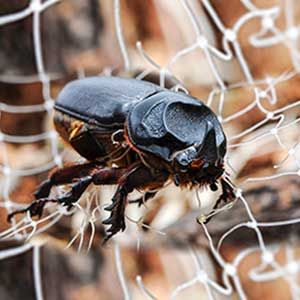 RHINOCEROS BEETLE LURE | Pest Control India