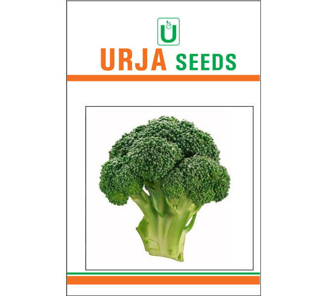 URJA FESTIVE - BROCOLLI F-1 HYBRID SEEDS